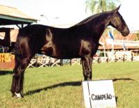 Campolina - foto: acervo do Clube do Cavalo